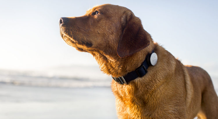 Collare GPS per cani - Come funziona e come scegliere quello giusto